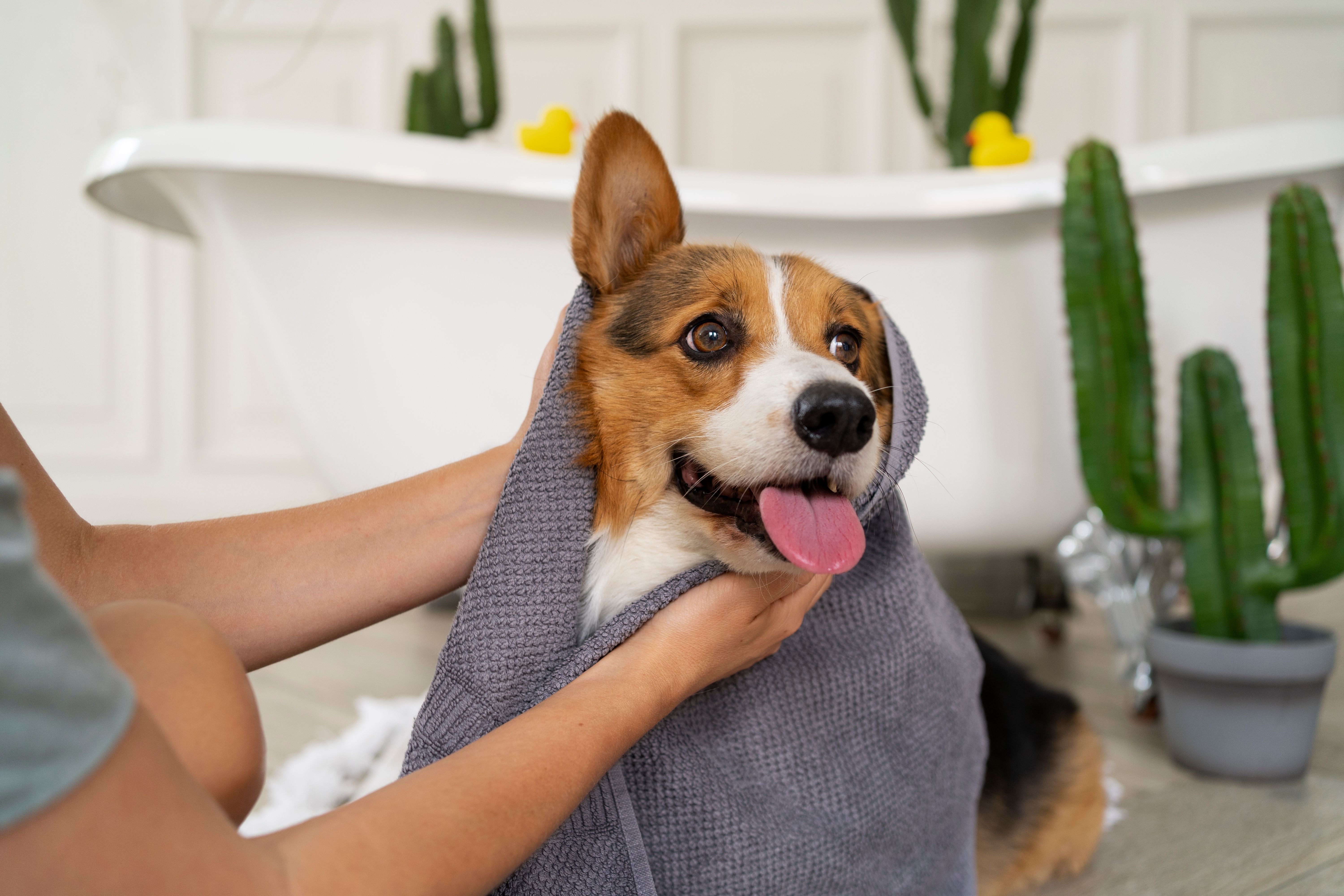 Banho e tosa na Mascote Urbano | Clínica Veterinária