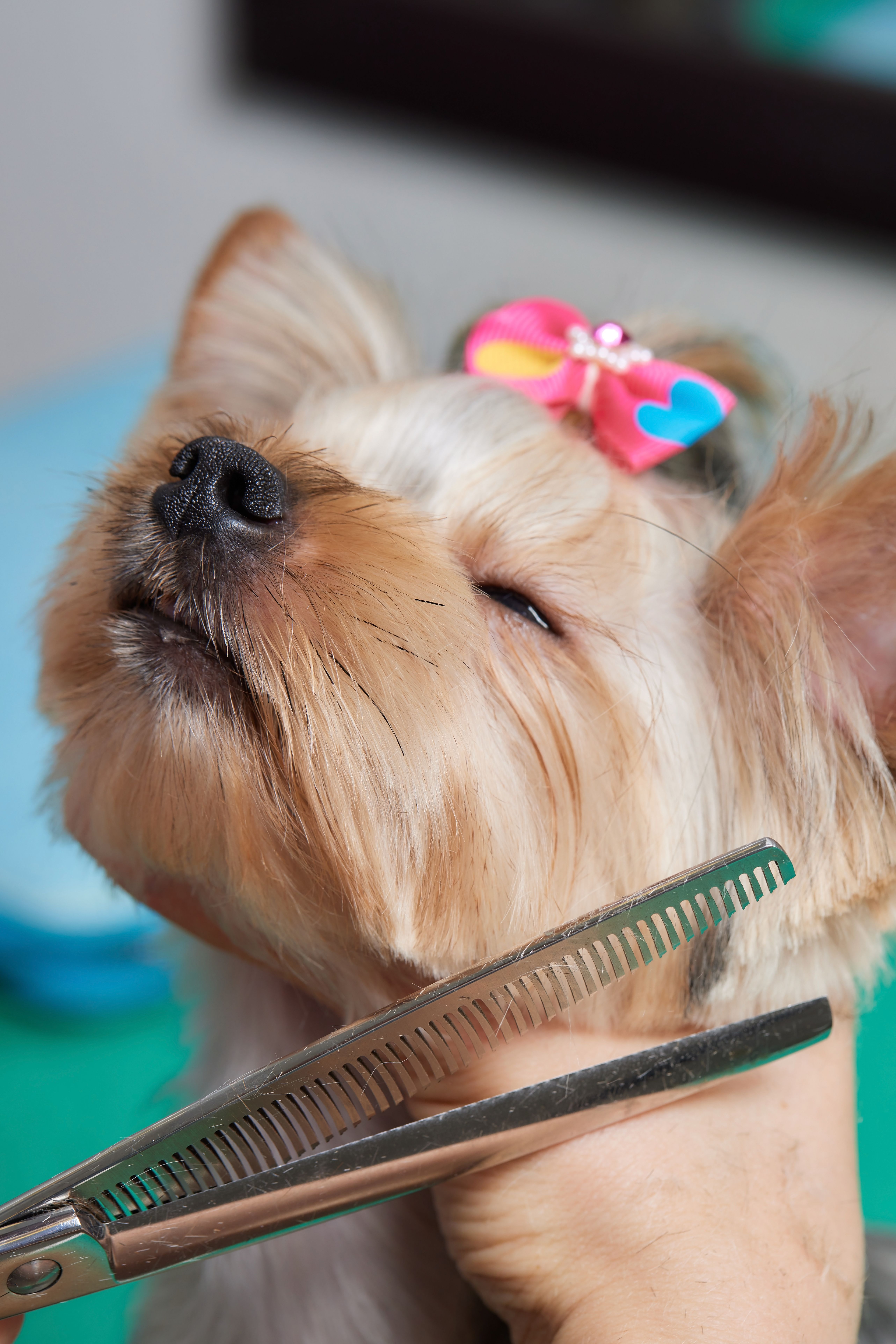 Tosa de cães na Mascote Urbano | Clínica Veterinária