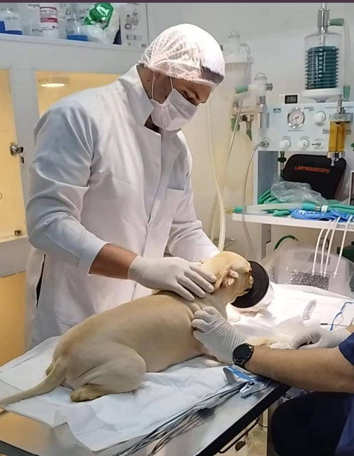 Mascote Urbano — Clínica Veterinária, Pet Shop e Banho e Tosa em São José do Rio Preto